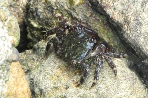 Pachygrapsus sp.